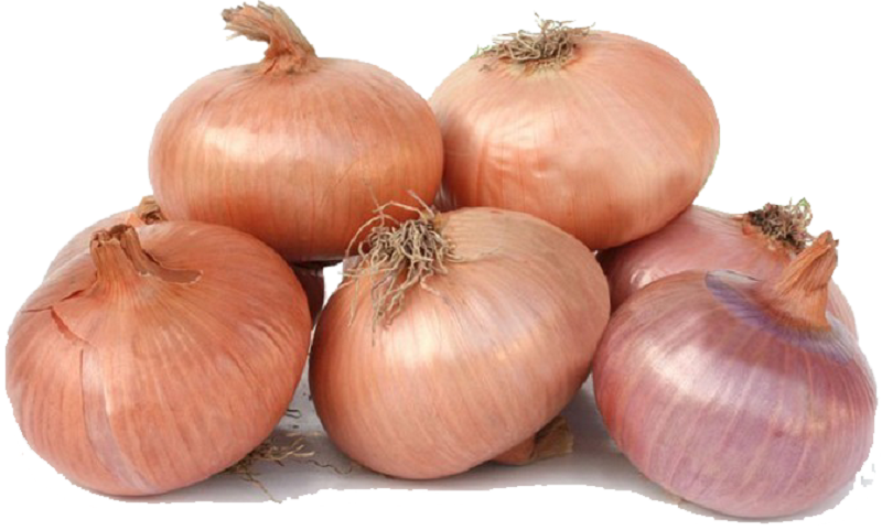 CIPOLLA DORATA