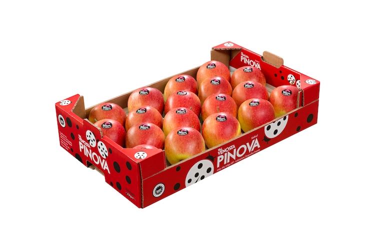 MELE PINOVA