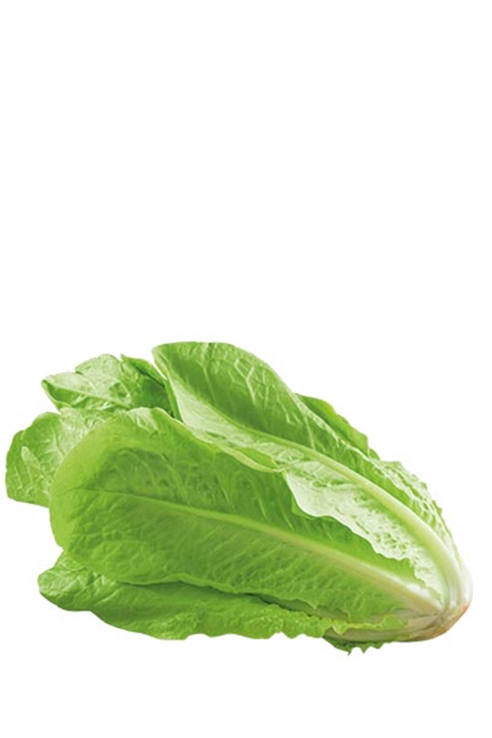 LATTUGA ROMANA